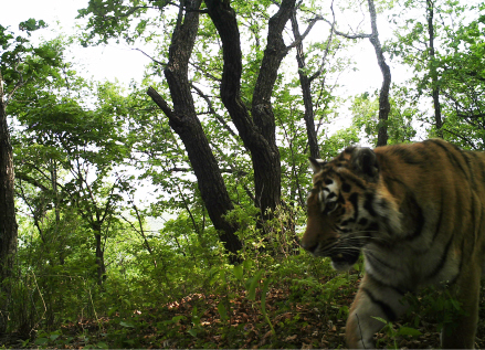 汪清虎豹公園最新消息，汪清虎豹公園最新動態(tài)概覽