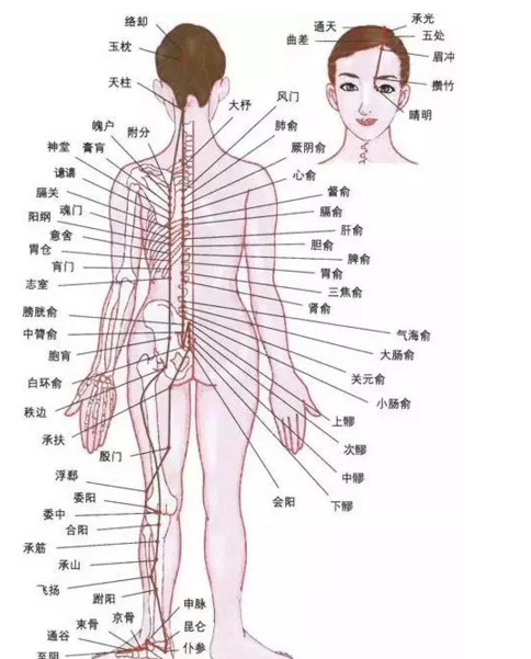 最新人體研究，探索人體奧秘的無限可能，最新人體研究揭示，探索人體奧秘的無窮潛力