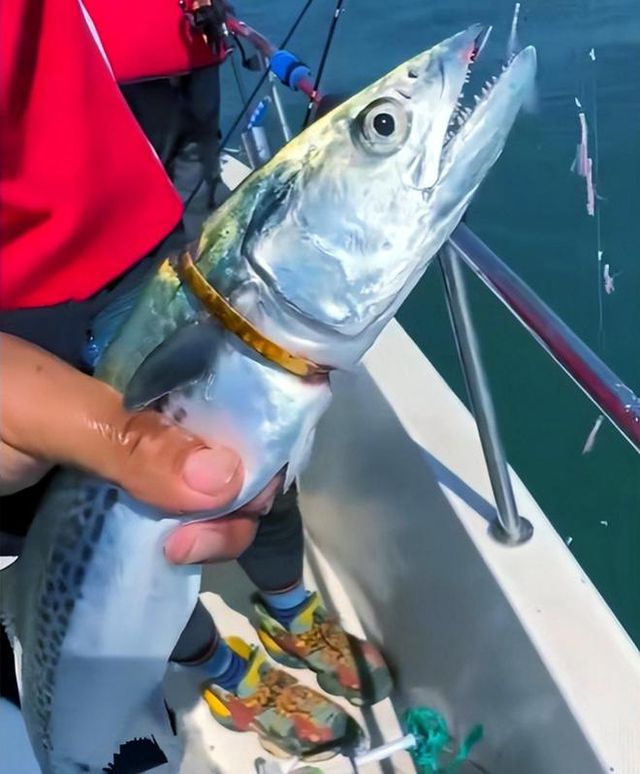 男子釣上一條自帶贖金的魚，引發(fā)社會熱議，男子釣獲帶贖金魚，引發(fā)社會廣泛關注