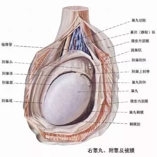 一側(cè)睪丸痛的原因及應(yīng)對(duì)方法，一側(cè)睪丸痛的原因與應(yīng)對(duì)方法解析