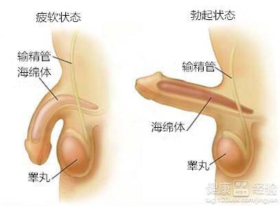 男人吃什么性功能持久一點，營養(yǎng)與健康的探討，男人如何通過飲食增強性功能持久力，營養(yǎng)與健康探討之道