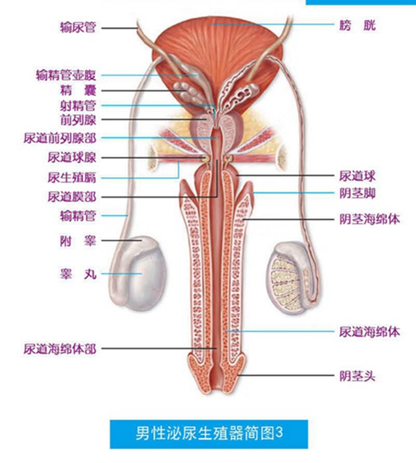 男性泌尿系統(tǒng)，功能與健康的守護，男性泌尿系統(tǒng)功能與健康守護之道