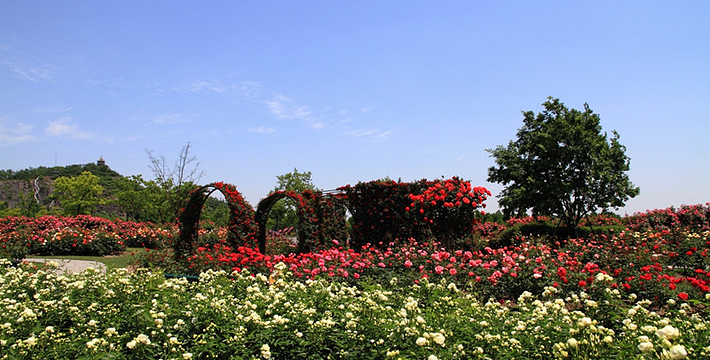 上海辰山植物園門票價格詳解，上海辰山植物園門票價格全解析