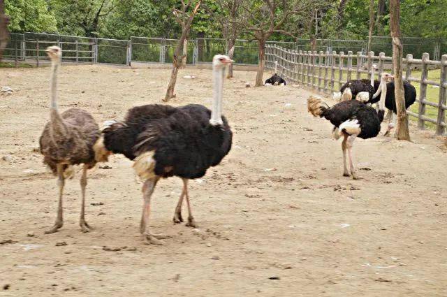 野生動(dòng)物園優(yōu)惠政策，60歲以上的老年人是否享受優(yōu)惠？，野生動(dòng)物園優(yōu)惠政策，60歲以上老年人是否享受優(yōu)惠？