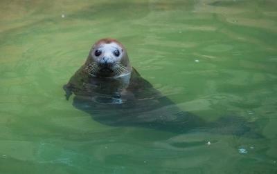 濟(jì)南野生動物園，自然與動物的和諧樂章，濟(jì)南野生動物園，自然與動物的和諧交響樂章