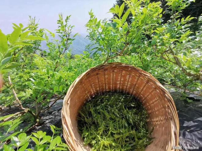 莓茶，神奇的功效與作用，莓茶，神奇功效與獨特作用揭秘