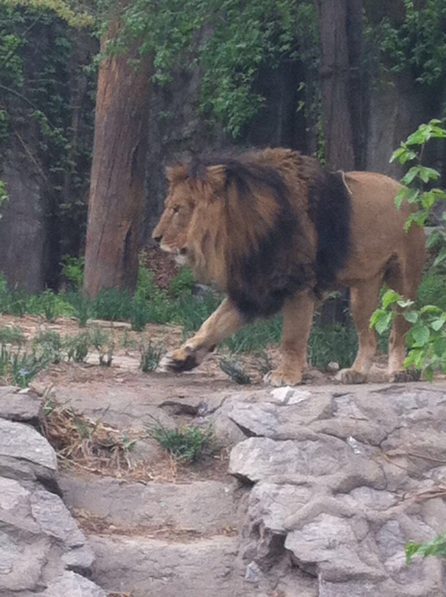 北京動(dòng)物園攻略一日游，探索動(dòng)物王國(guó)的精彩之旅，北京動(dòng)物園一日游攻略，探索動(dòng)物王國(guó)的精彩探險(xiǎn)之旅