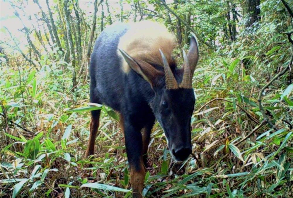 澳門四不像圖片大全，探索神秘的面貌與獨(dú)特的魅力，澳門四不像圖片大全，探索神秘面貌與獨(dú)特魅力的視覺之旅